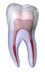 Tooth illustration - inside and out